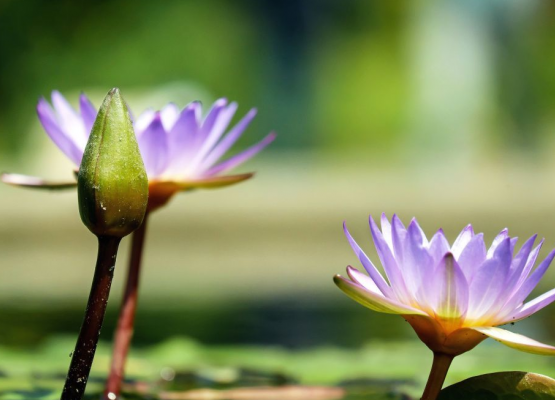 Lotus und tropische Seerose – faszinierende Wasserschönheiten