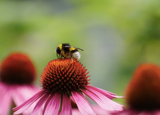 Biodiversität – Ihr Beitrag