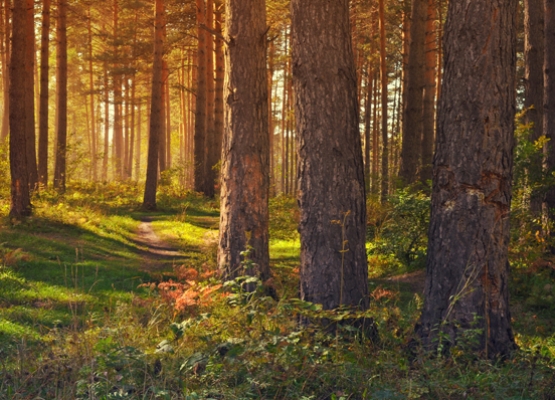 Waldexpedition – Natur kennenlernen