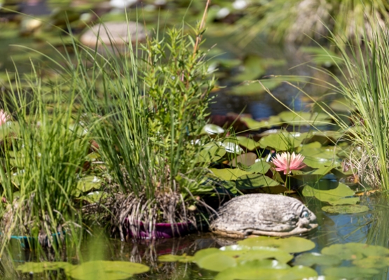 Safari durch den Gartenteich