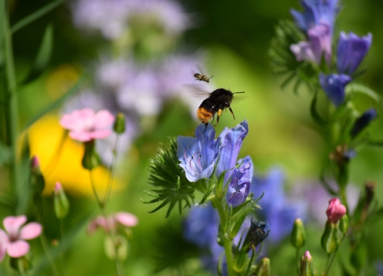 Biodiversität – ein lebendiger Garten