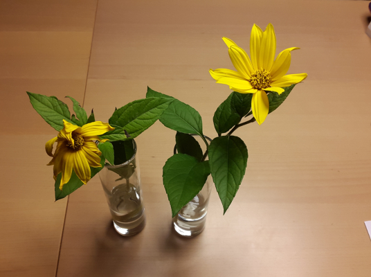 EM - Effektive Mikroorganismen