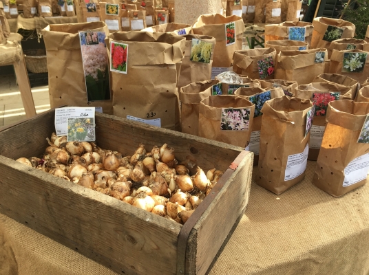 Bieris Blumenzwiebelbuffet