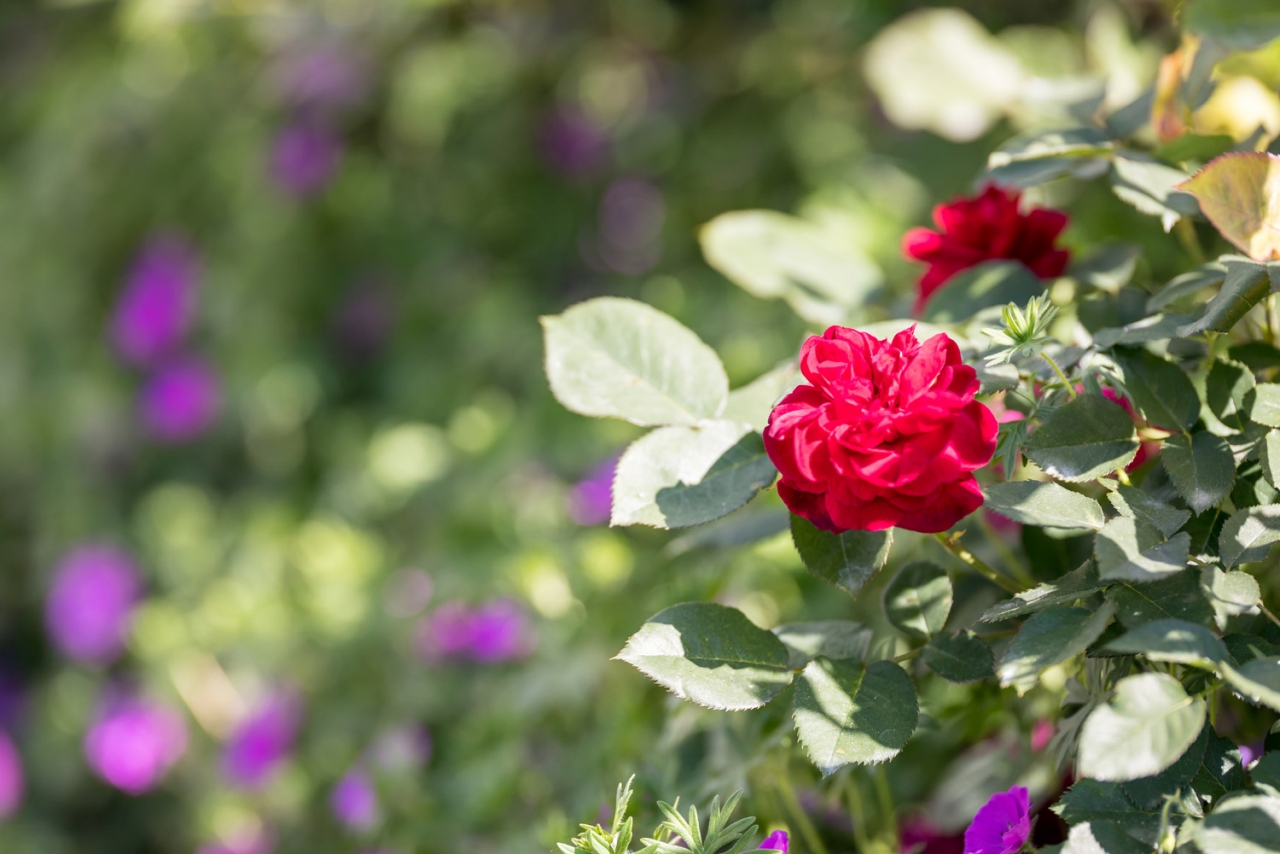 Spezialitätengärtnerei / Garten Bieri AG