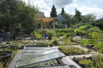 Wasserpflanzen